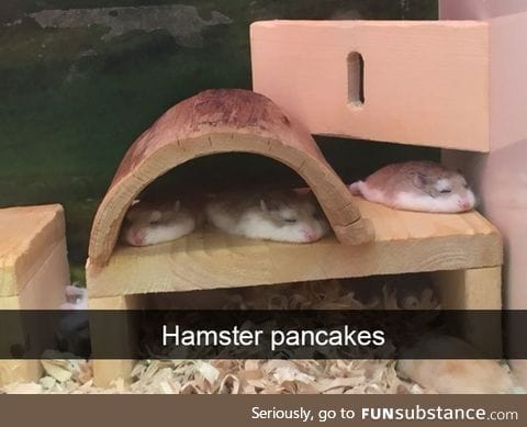 Squished hamsters