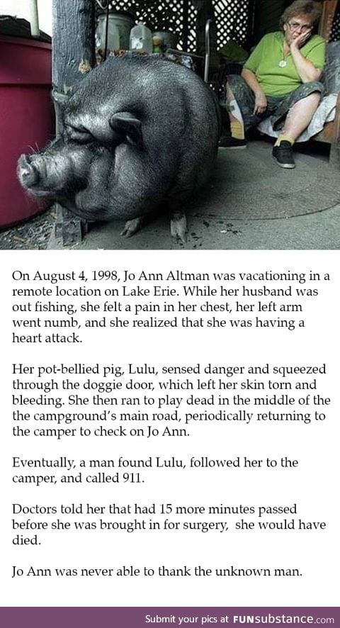 Lulu, the heroic pot-bellied pig