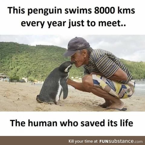 I wonder if the man died, that penguin would be waiting