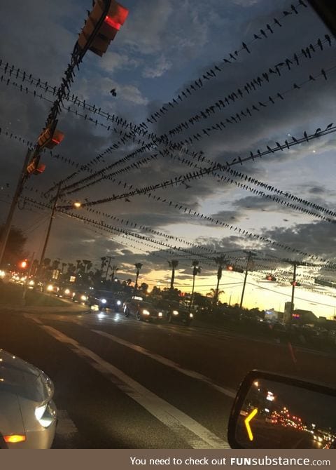 Birds, birds, birds