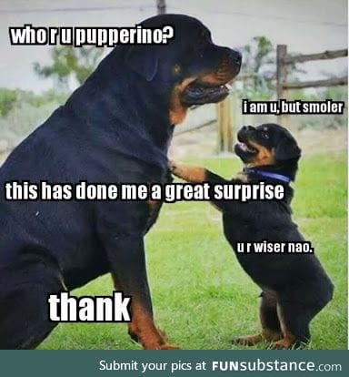 Dis made me wiser bout them pupperinos