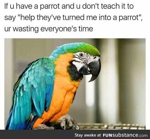 First thing to teach your parrot