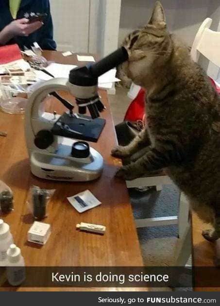 Science Caturday: Leaning knows no bounds.