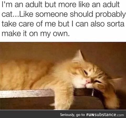 Adult cat