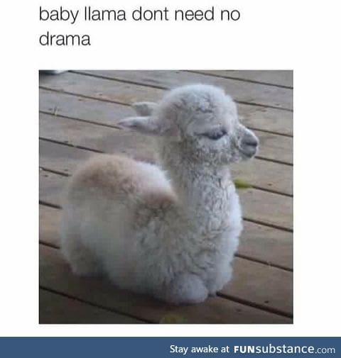 I want a baby llama