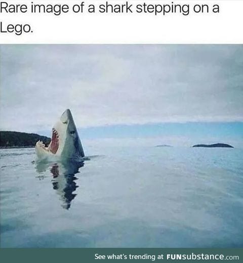 Poor shark
