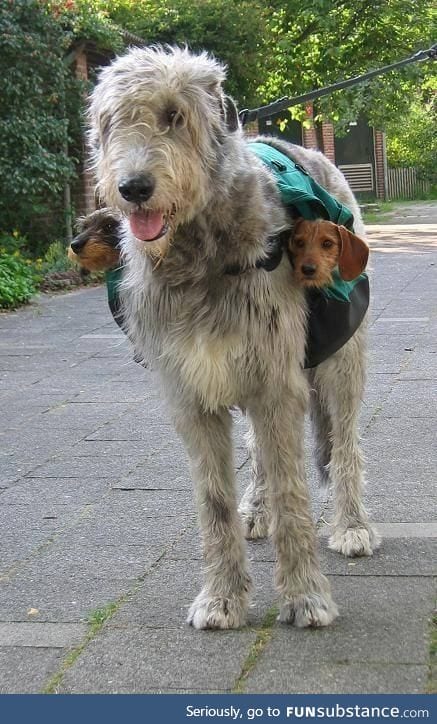 A pair of subwoofers.