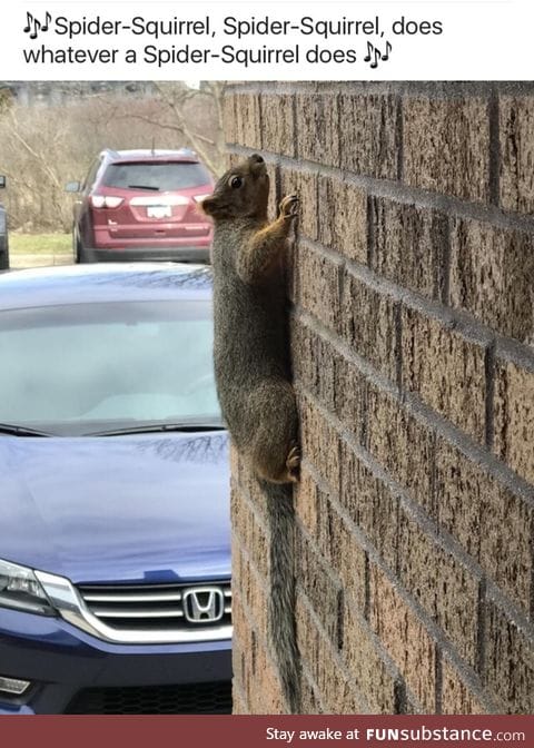 Squirrels defy gravity