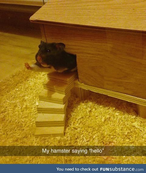 Just a hamsters saying hello, go on
