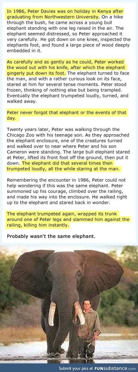 Why They Say Elephants Have a Great Memory