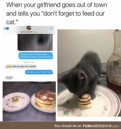 Day 15 of your daily dose of cat : Pancakes