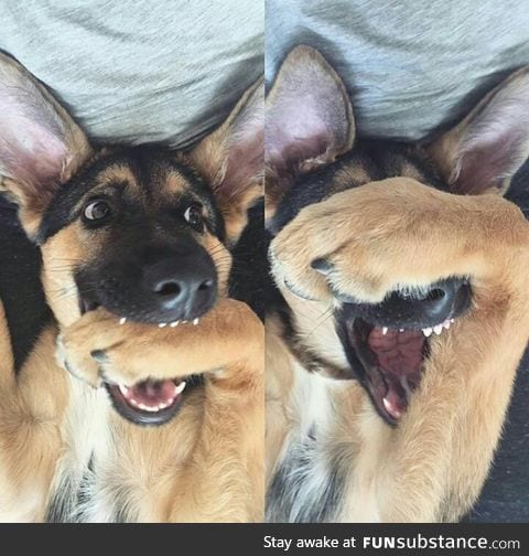 This dog looks like he just told a bad pun