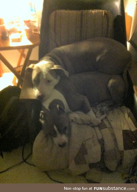 Pitbulls... now is stackable form