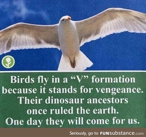 Why birds fly in V formation