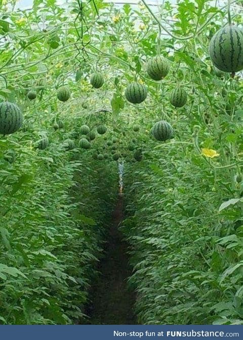 Yes, watermelons can grow in trees
