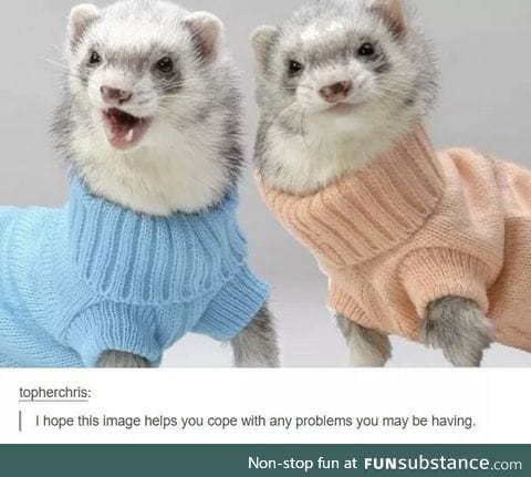 I want a ferret now