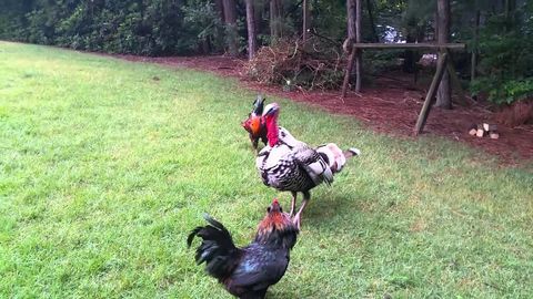 Turkey stops a fight between two roosters