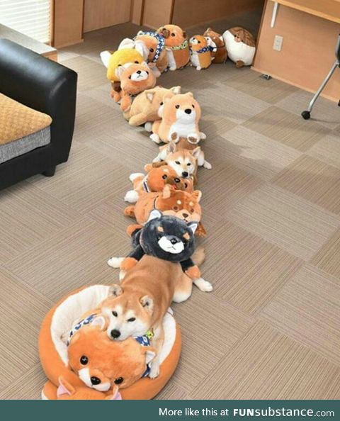 all abord the shibe express!!!