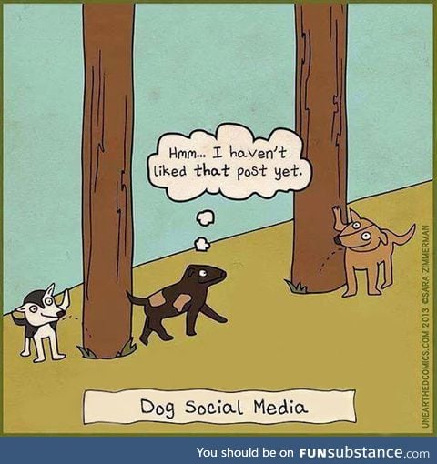 Dog social media