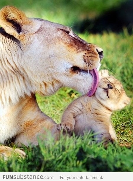 Lioness licking her cub - Cuteness overload!