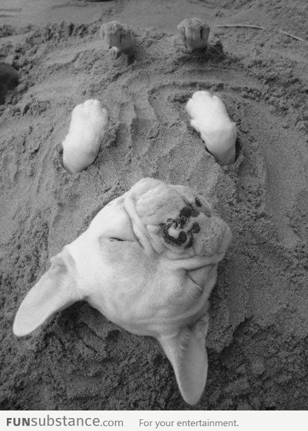 Sand puppy
