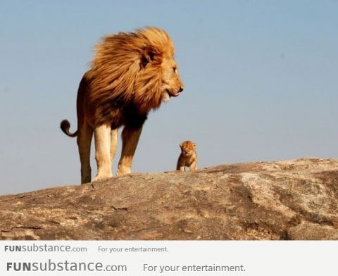 Lion King Spotted In Real Life!