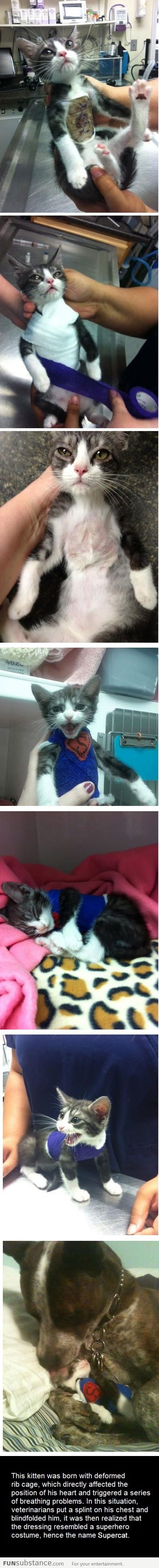 It's a bird... It's a plane... It's Supercat!