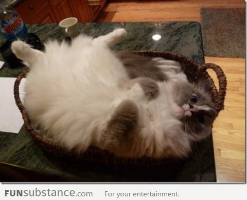 A Fat Ass Cat in a Basket