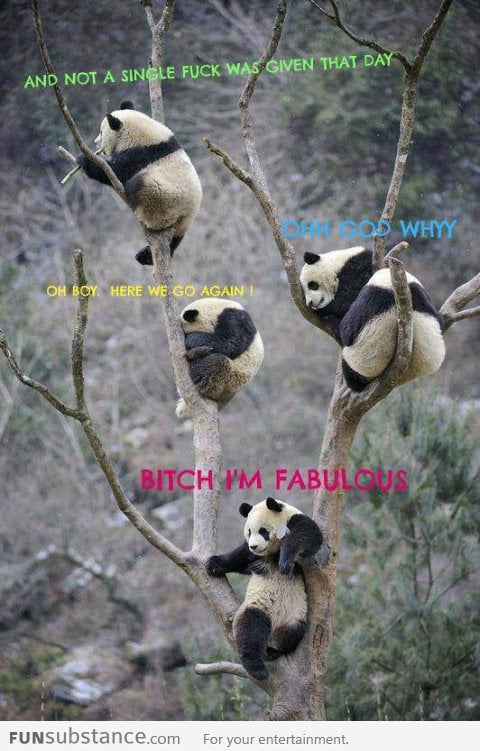 Pandas on a tree