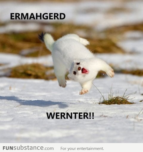 Happy Weasel