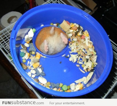 First world hamster problems