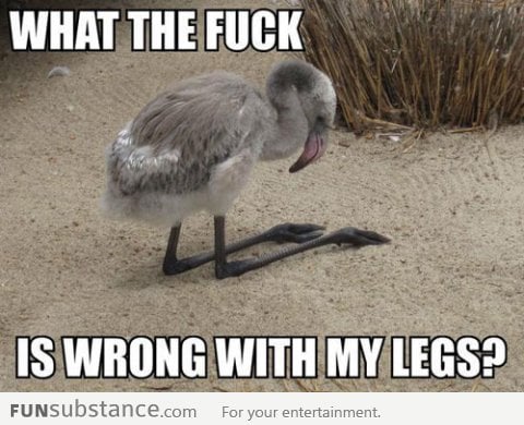 Confused baby flamingo