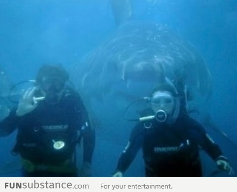 Photobomb Level: Shark