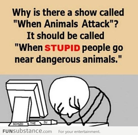 When animals attack