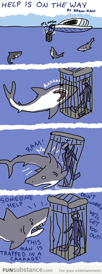 Sharks are misunderstood