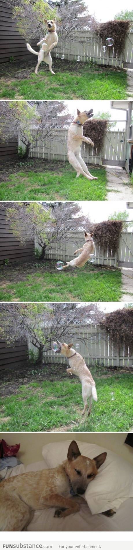 The dog is playing with bubbles