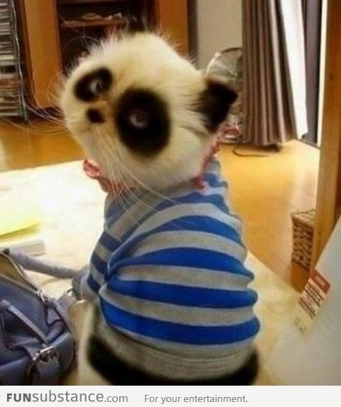 Panda cat