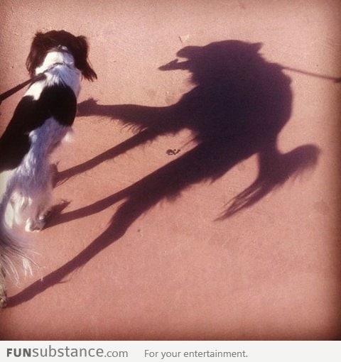 A dog's dark side