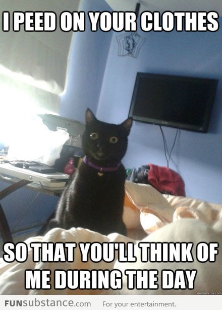 Overly Attached Cat thinks of everything