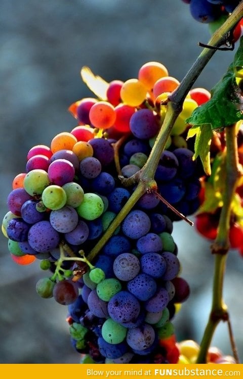 Rainbow Grapes