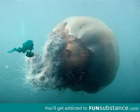 Largest jellyfish species in the world
