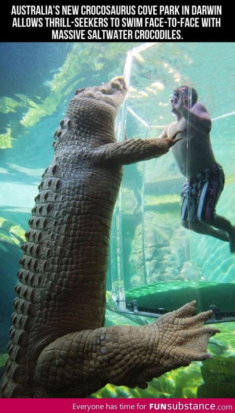 Swimming face-to-face with crocodiles