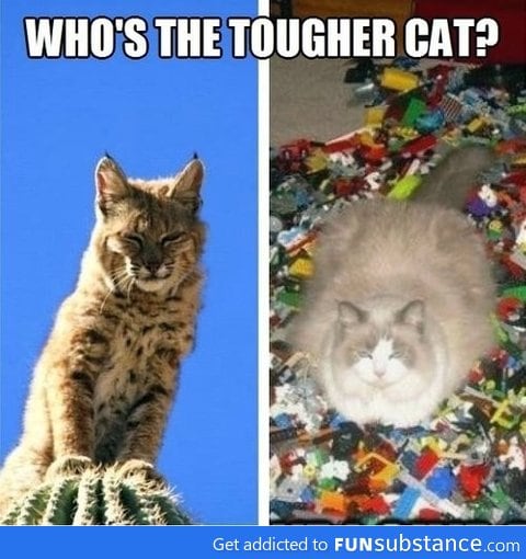 Which cat is tougher, you decide