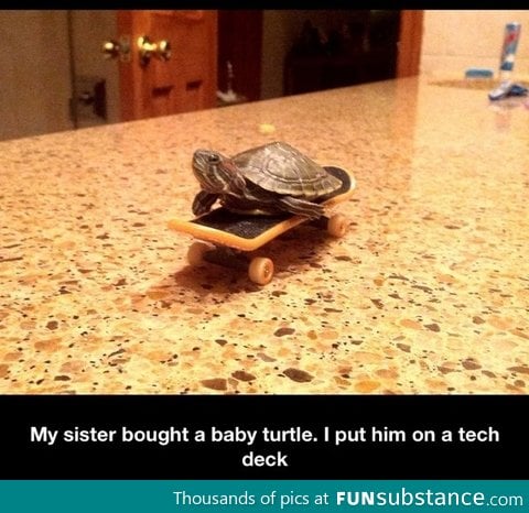 Athletic turtle