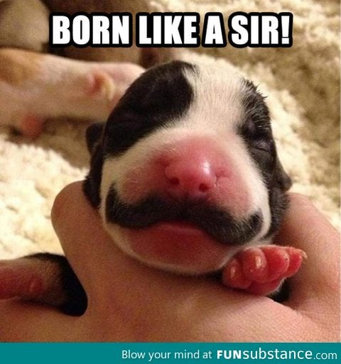 Born like a sir