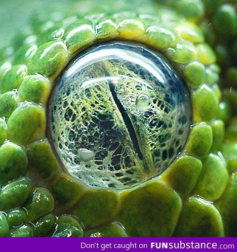 The eye of a green tree python