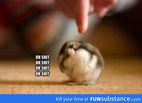 Cuteeee hamster!