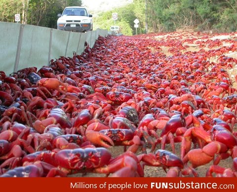 Yes those are Crabs, on Christmas island