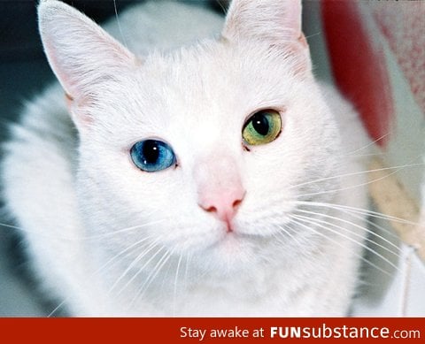 Cat with heterochromia iridum