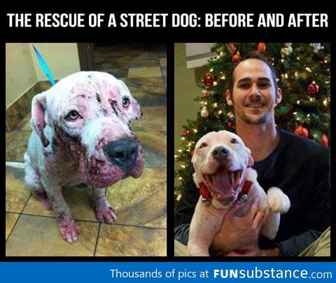 The rescue of a street dog
